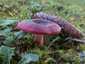 Barnulóhúsú galambgomba (Russula xerampelina), Őrség